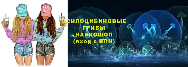 mega   Великий Устюг  Галлюциногенные грибы MAGIC MUSHROOMS 